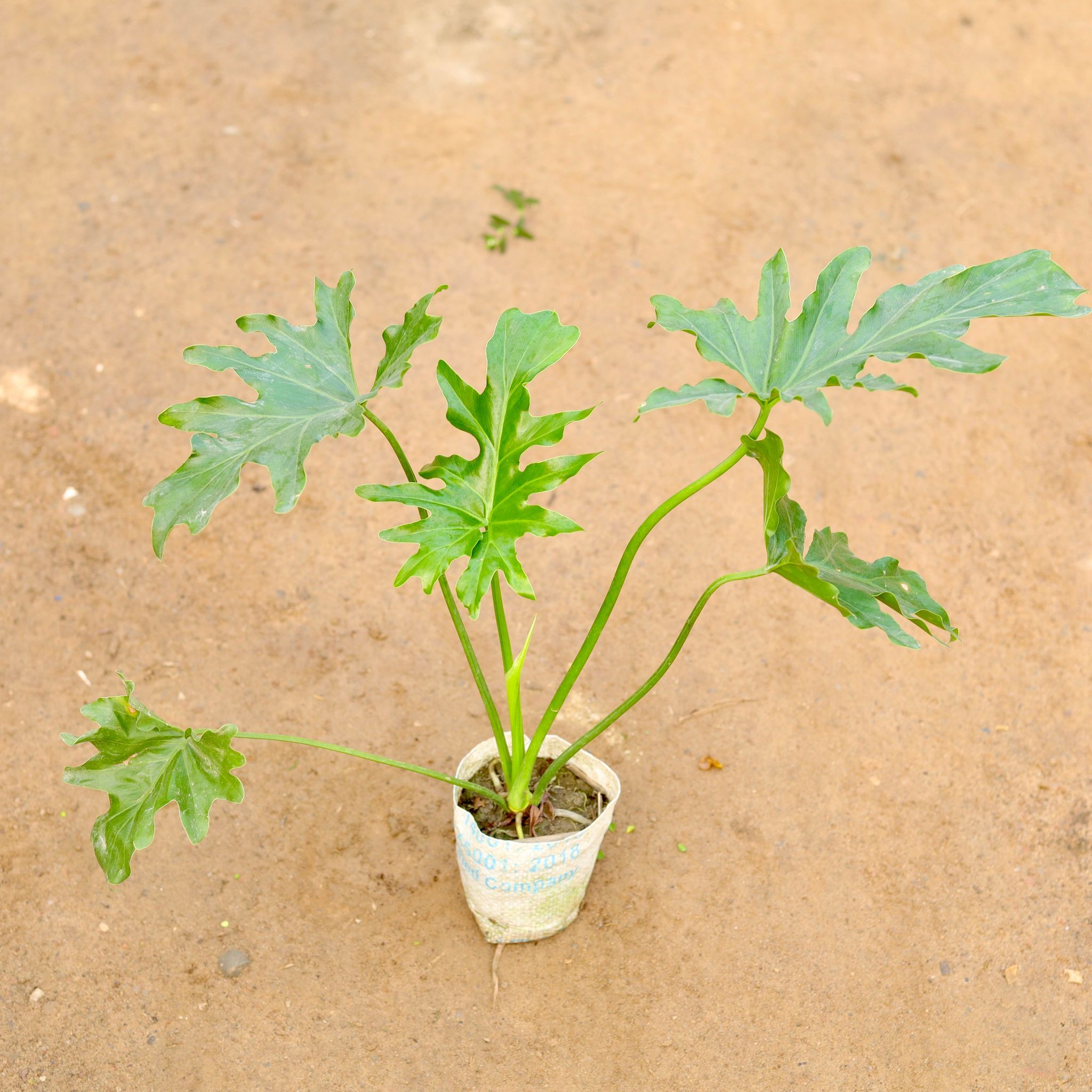 Philodendron Selloum in 4 Inch Nursery Bag