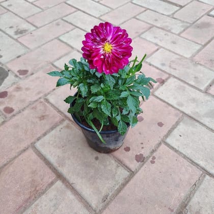 Buy Dahlia all Seasons (any colour) in 5 Inch Plastic Pot Online | Urvann.com