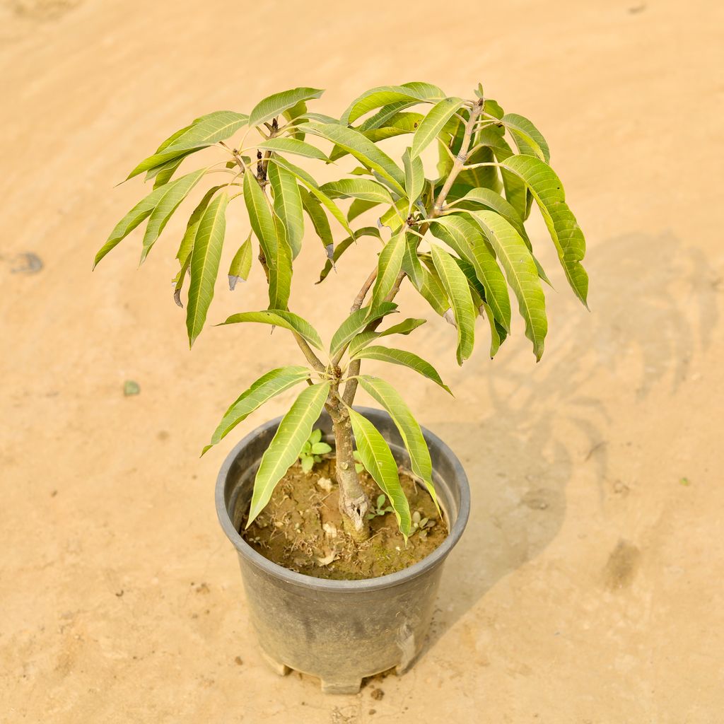 Mango Hybrid in 8 Inch Nursery Pot