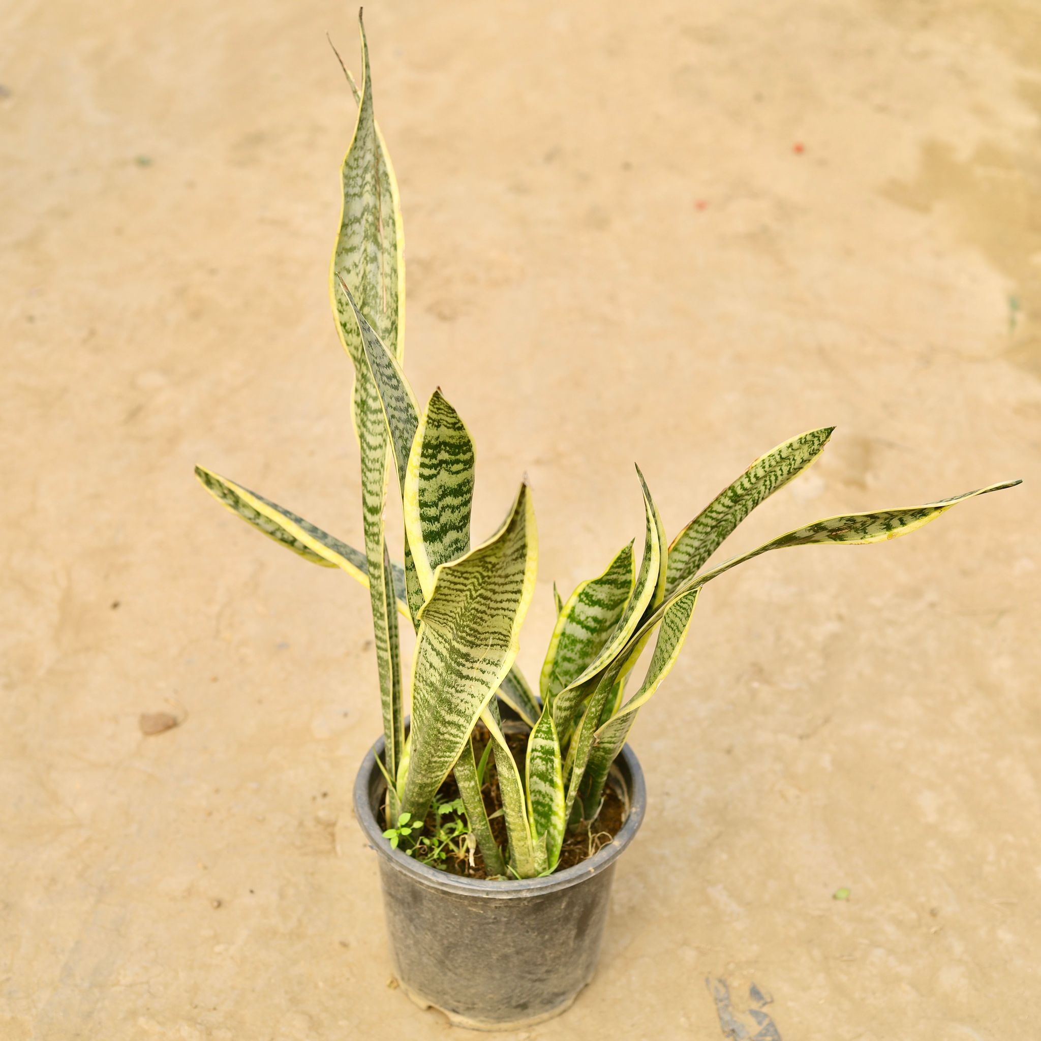 Snake Golden in 8 Inch Nursery Pot