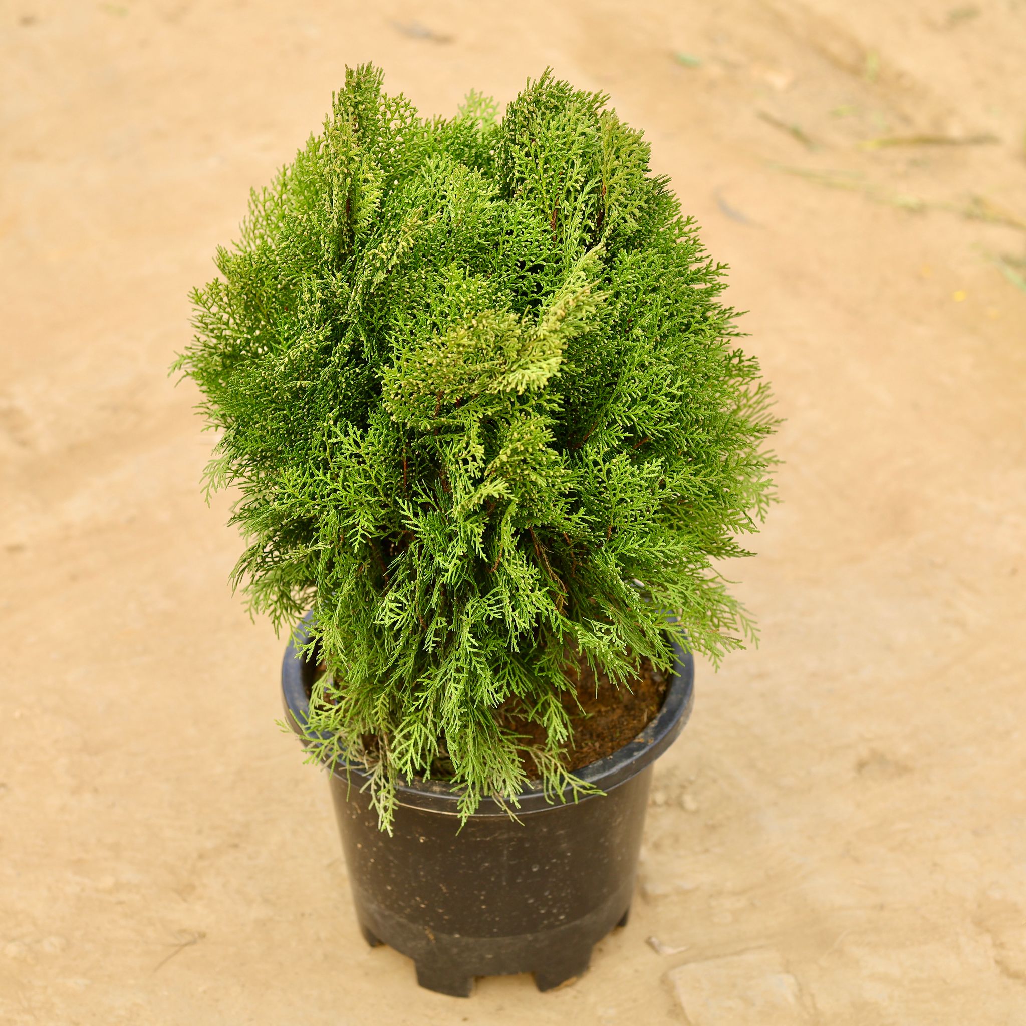 Morpankhi Desi in 12 Inch Nursery Pot