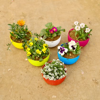 Buy Set of 6 - Primula Rosea / Primrose,Pansy, Gazania, Verbena, Alyssum & Pansy Viola (any colour) in 7 X 4.5 Inch Premium Euro Hanging Plastic Pot (multicolour) Online | Urvann.com