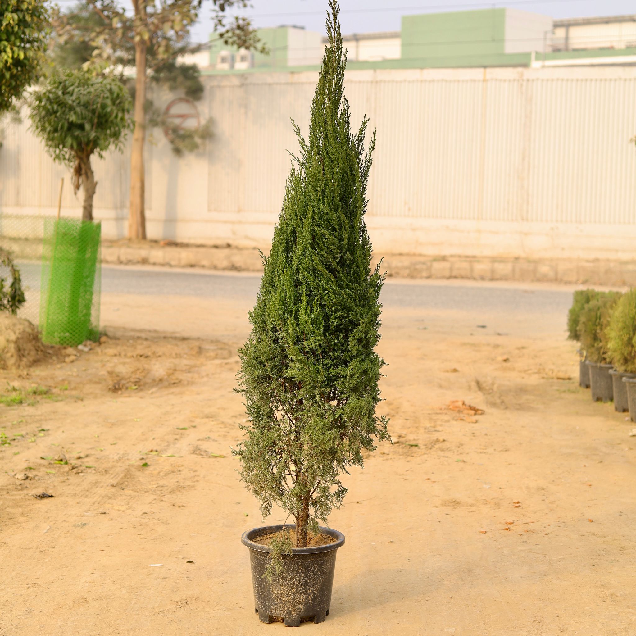 Juniperus (~ 5 - 6 ft.) in 12 Inch Nursery Pot