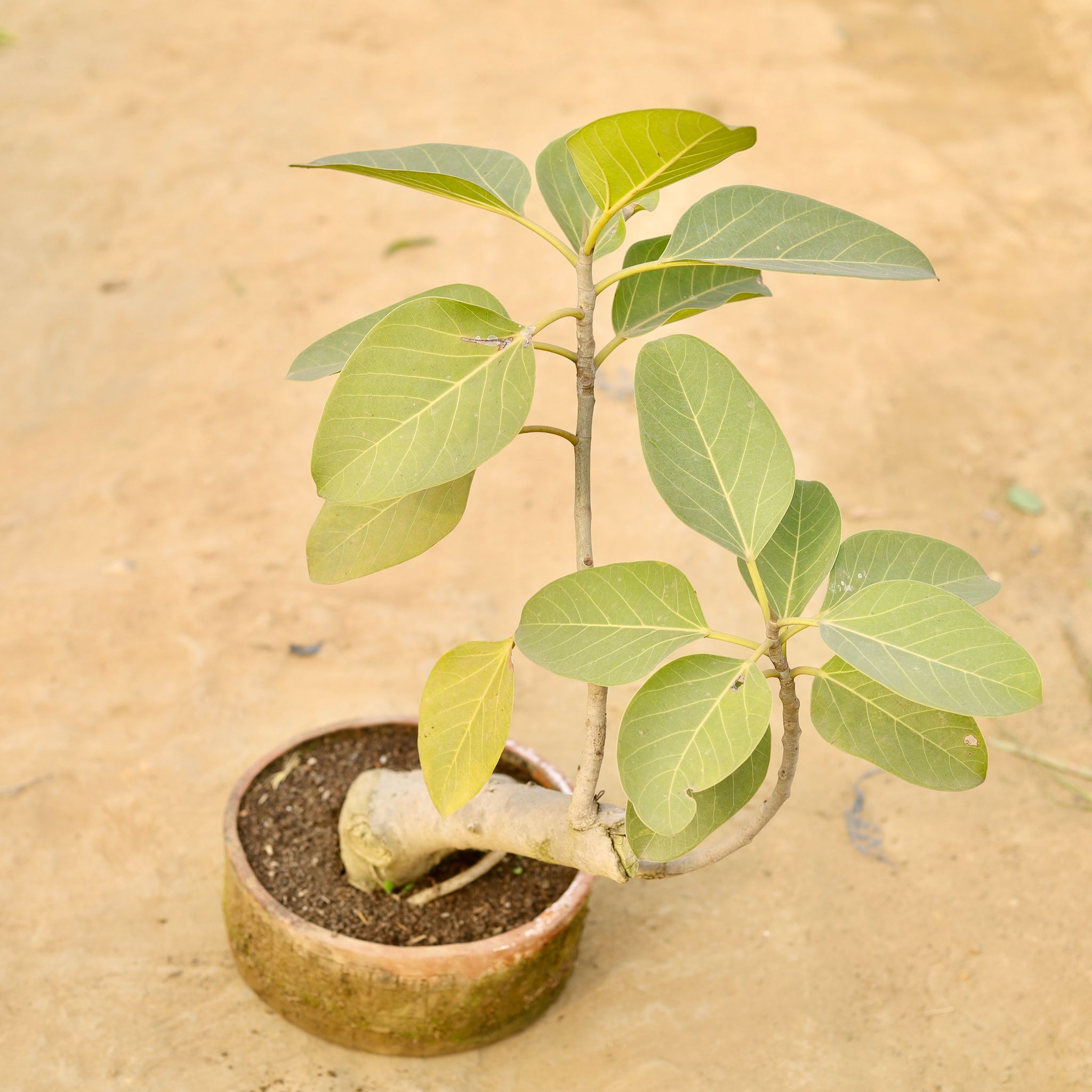 Badh / Banyan tree in 8 Inch Clay Tray