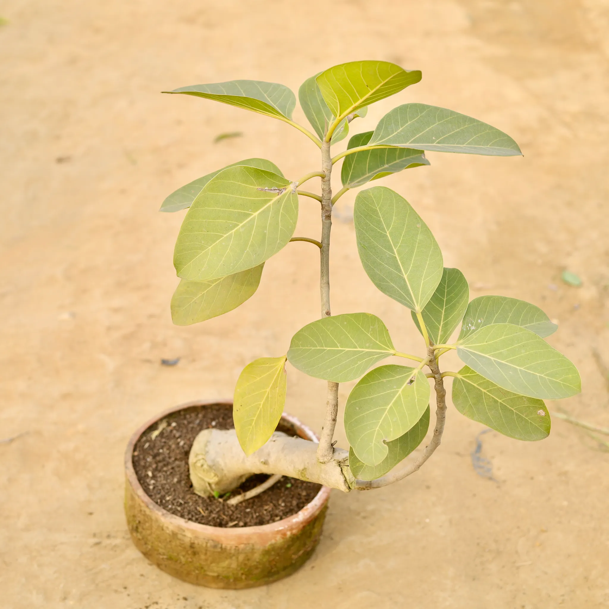 Badh / Banyan tree in 8 Inch Clay Tray