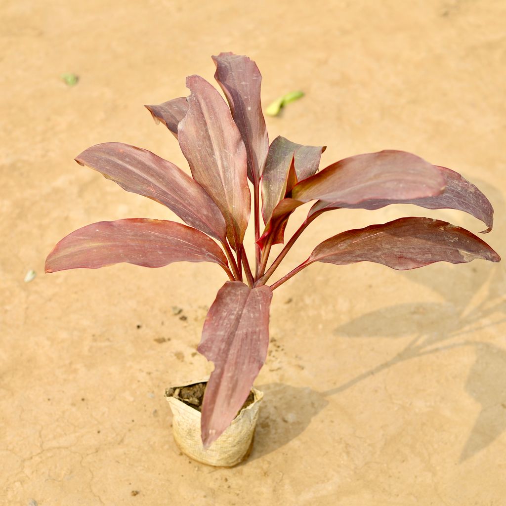 Buy Dracaena Red in 4 Inch Nursery Bag Online | Urvann.com Dracaena Red in 4 Inch Nursery Bag