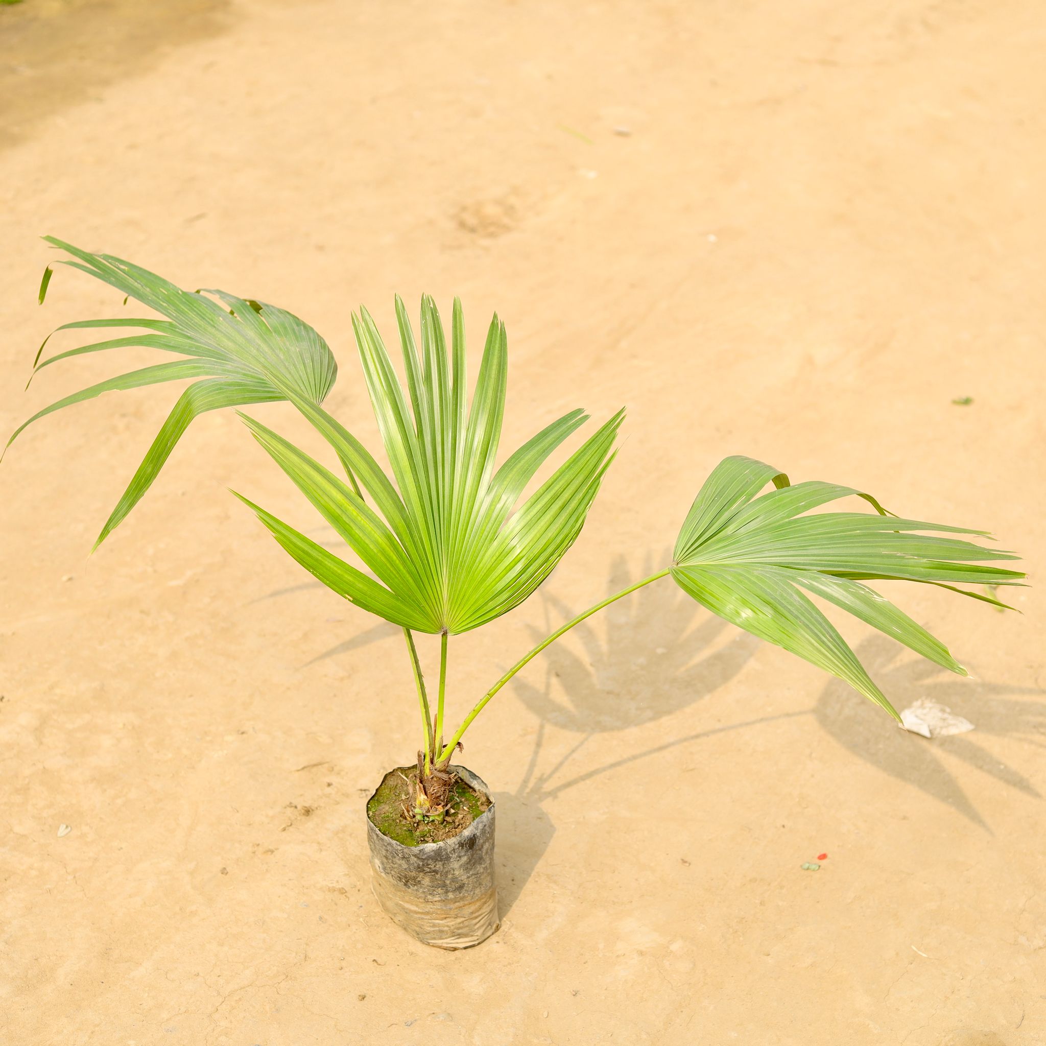 China / Fan Palm in 4 Inch Nursery Bag