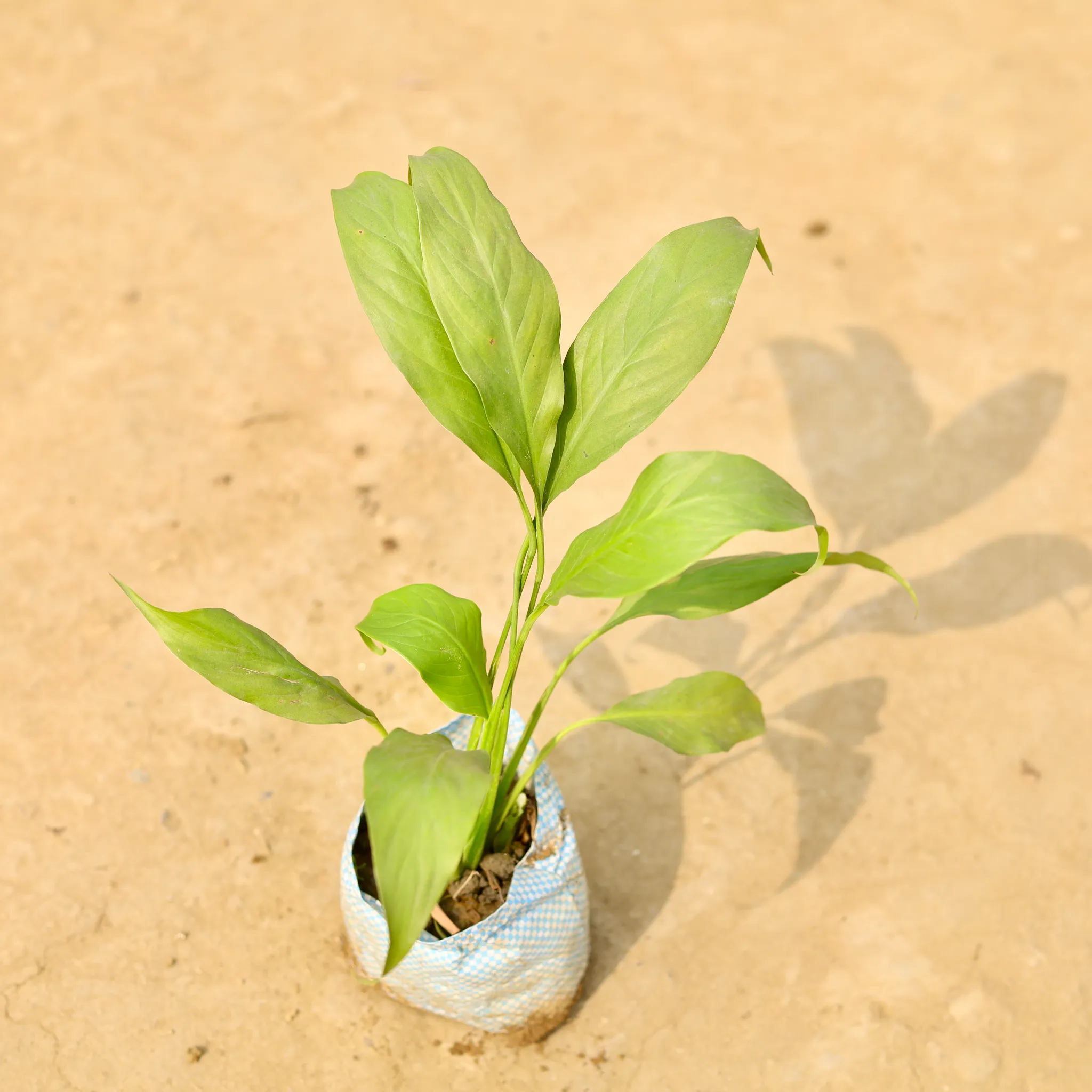 Peace Lily in 4 Inch Nursery Bag