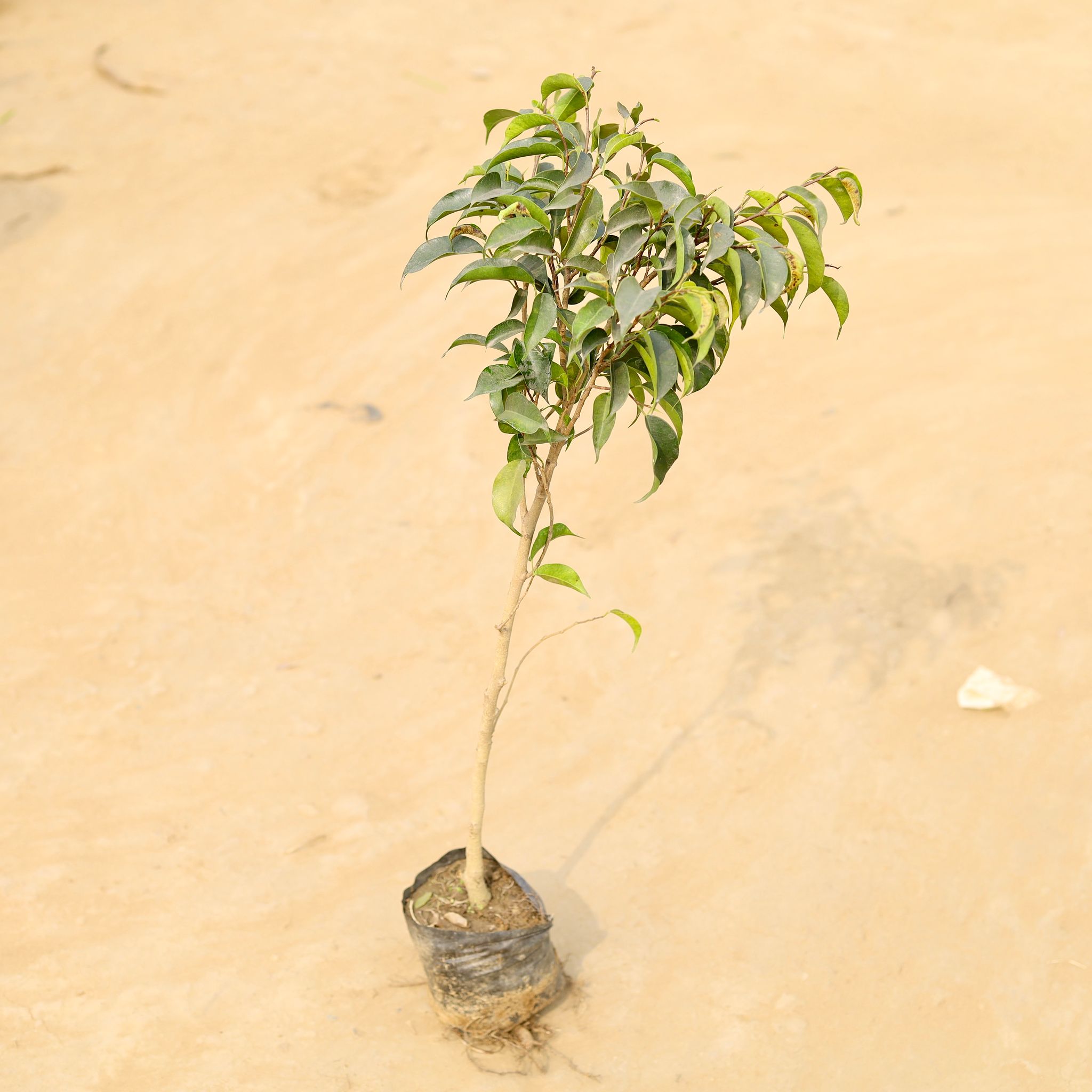 Ficus Black in 4 Inch Nursery Bag