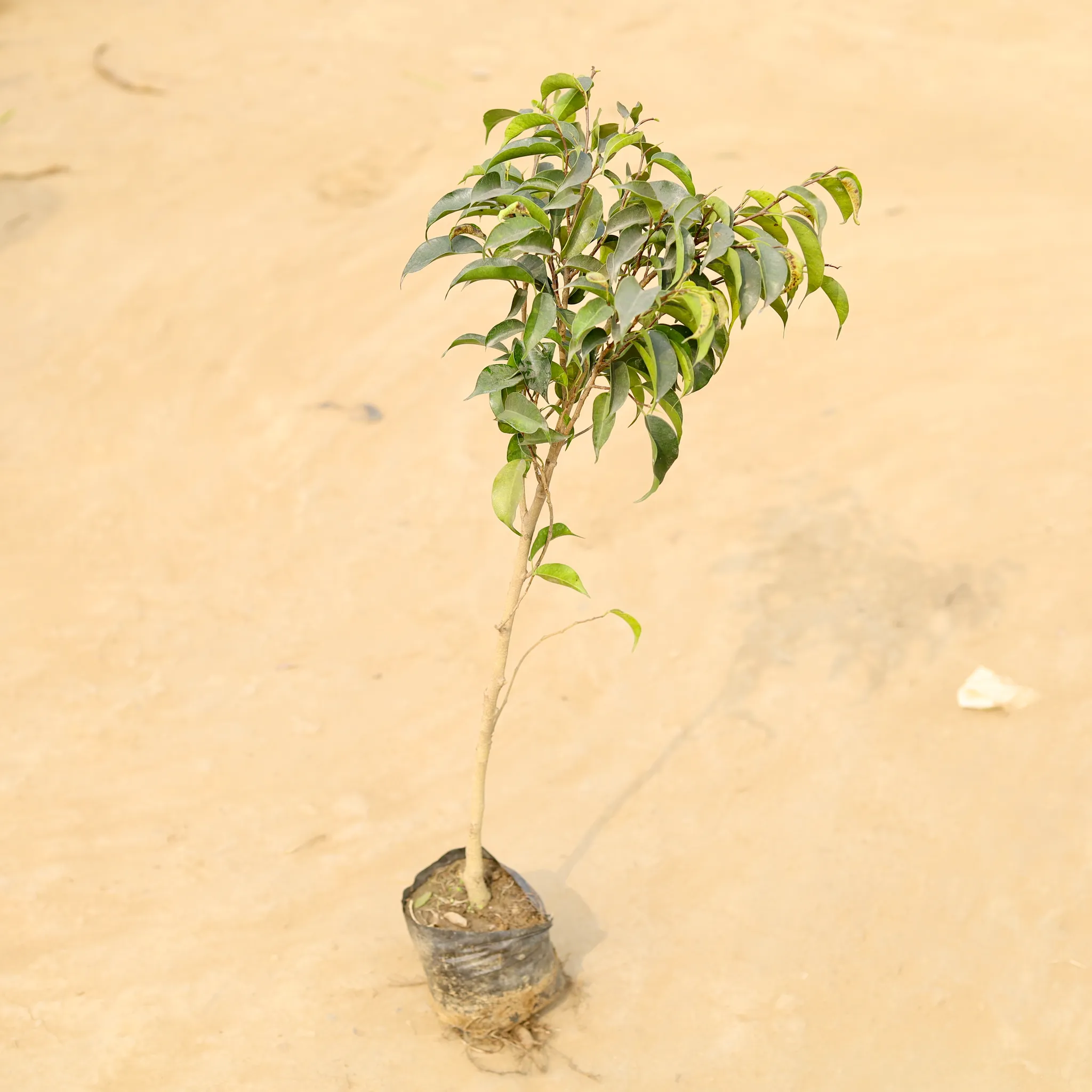 Ficus Black in 4 Inch Nursery Bag