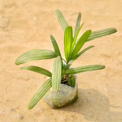Raphis / Rhaphis Palm in 4 Inch Nursery Bag