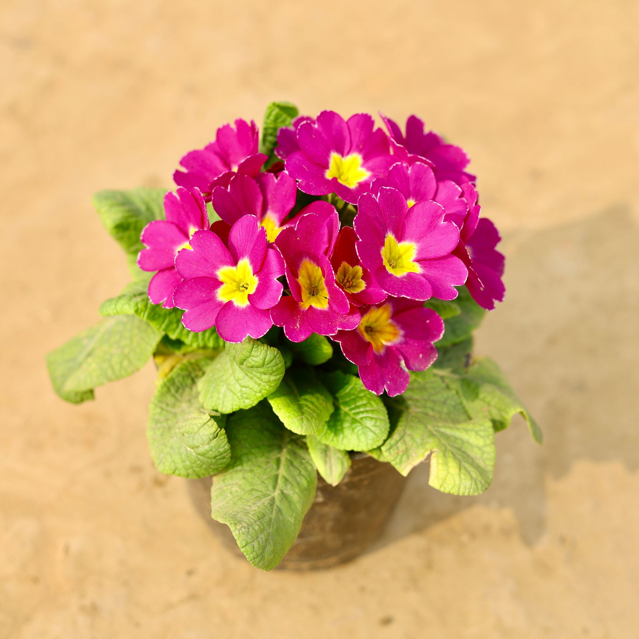 Primula Rosea / Primrose (any colour) in 6 Inch Nursery Pot