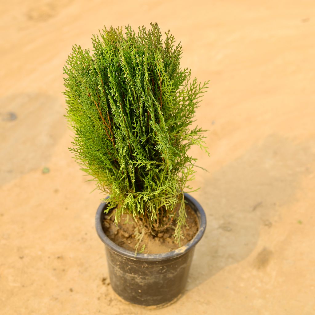 Buy Morpankhi Desi in 6 Inch Nursery Pot Online | Urvann.com Morpankhi Desi in 6 Inch Nursery Pot