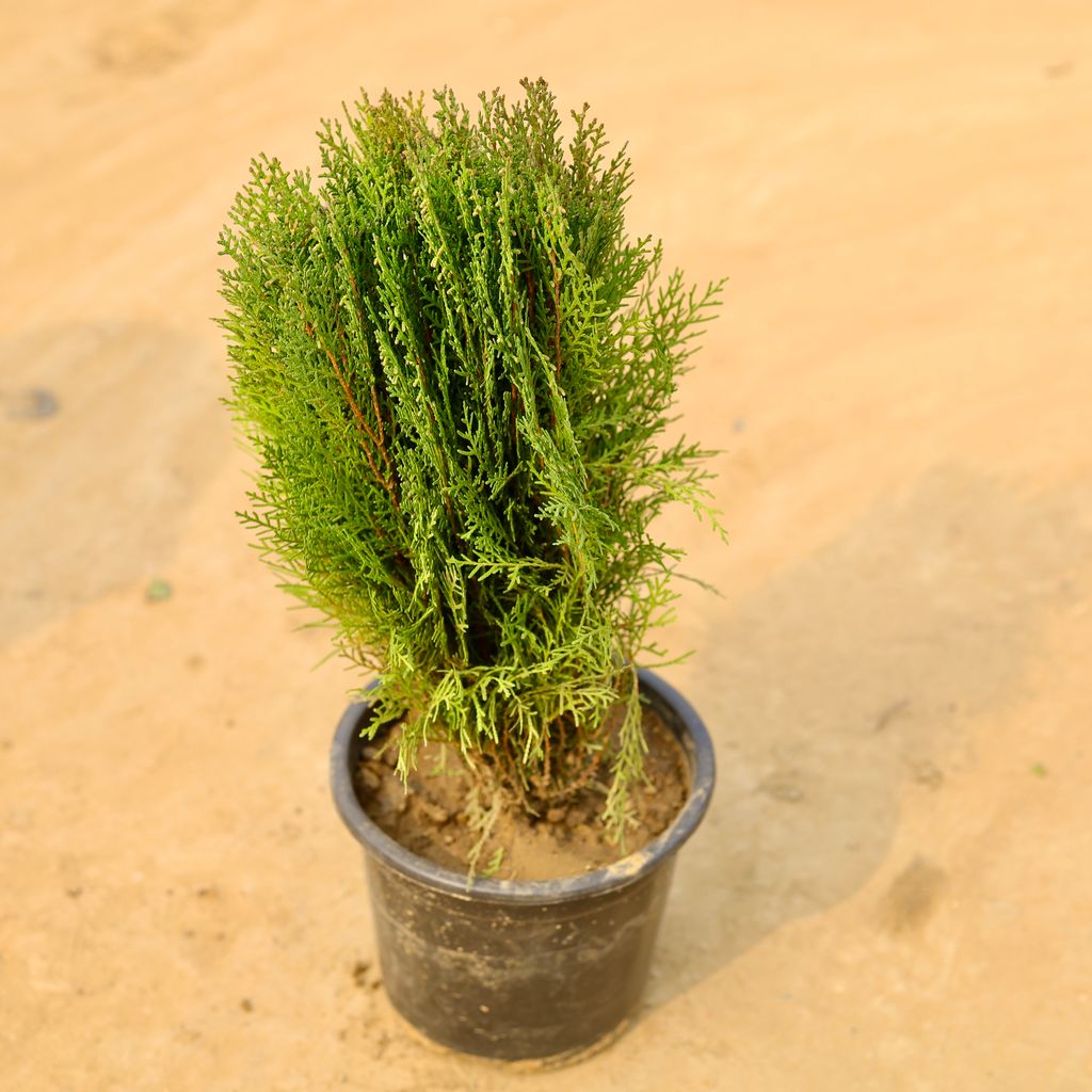 Morpankhi Desi in 6 Inch Nursery Pot