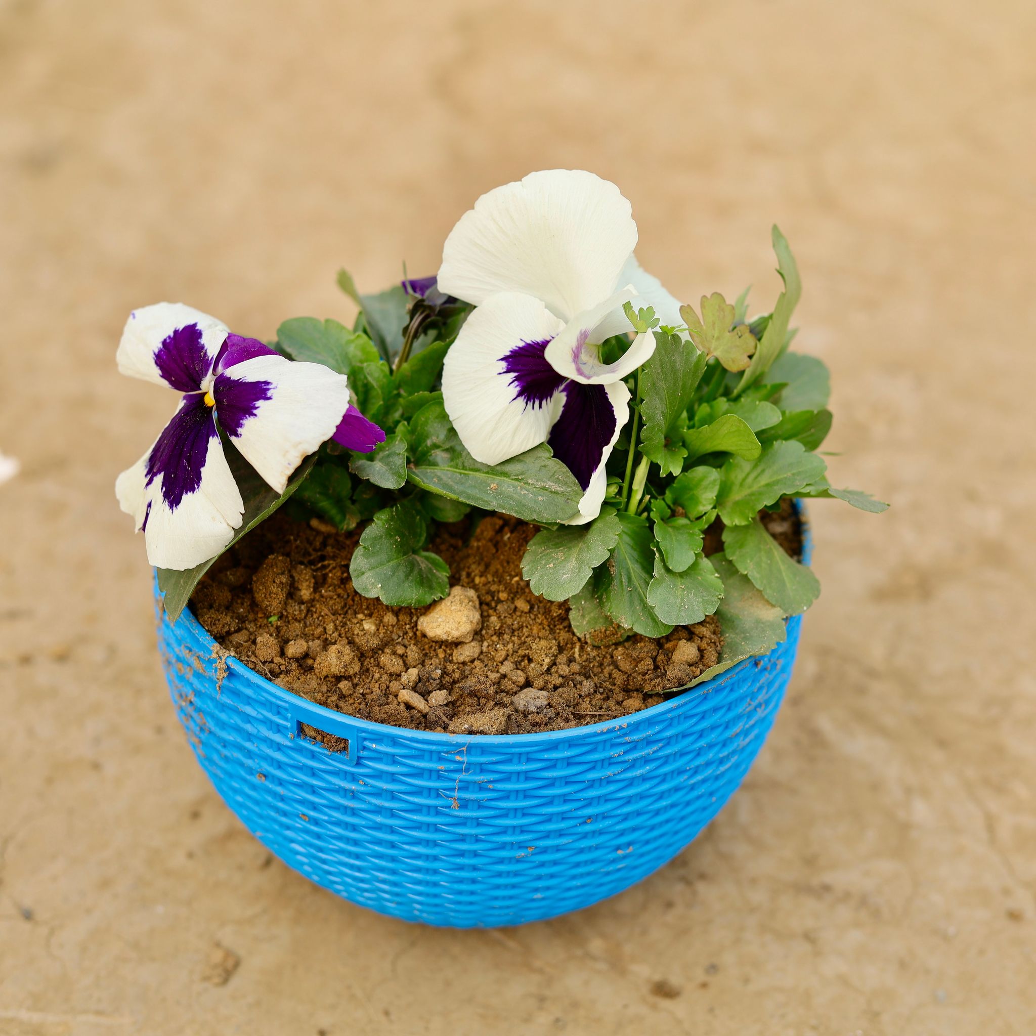 Pansy (any colour) in 7 X 4.5 Inch Blue Premium Euro Hanging Plastic Pot
