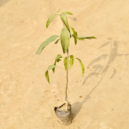 Buy Mango Grafted in 4 Inch Nursery Bag Online | Urvann.com