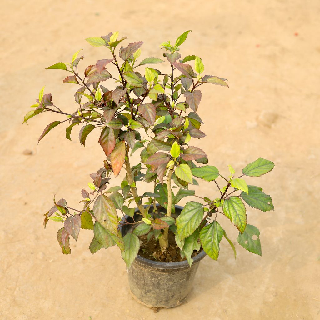 Buy Hibiscus Desi (any colour) in 8 Inch Nursery Pot Online | Urvann.com Hibiscus Desi (any colour) in 8 Inch Nursery Pot
