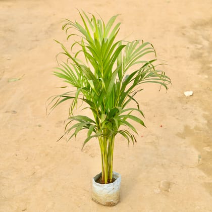 Buy Areca Palm (~ 2-2.5 Ft) in 6 Inch Nursery Bag Online | Urvann.com