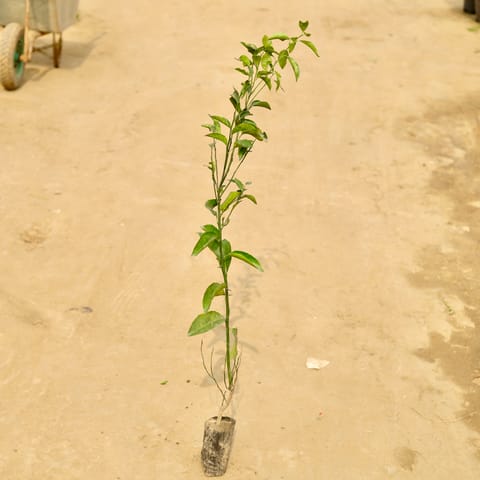 Mosambi / Sweet Lemon (~ 1.5 Ft) in 4 Inch Nursery Bag
