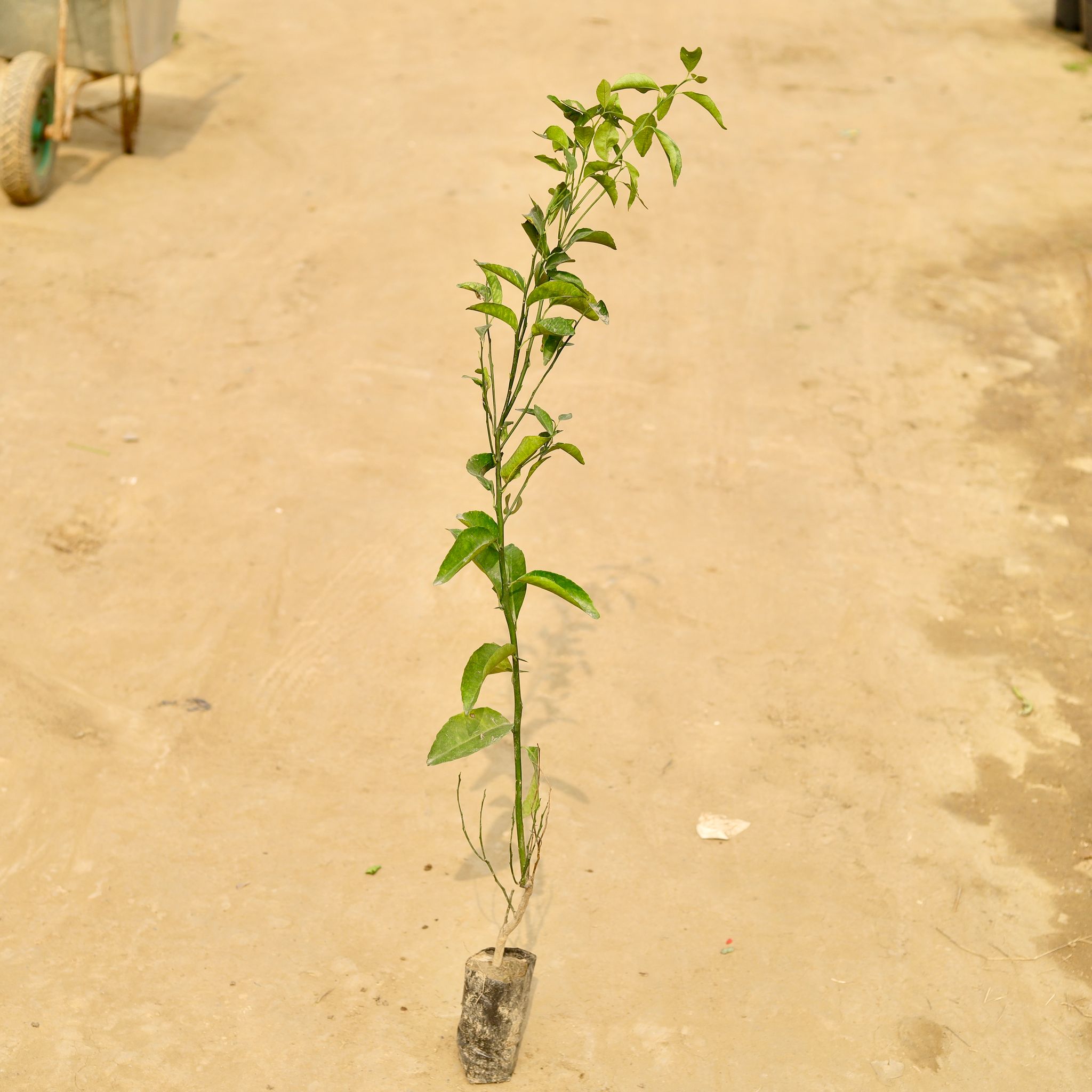 Mosambi / Sweet Lemon (~ 1.5 Ft) in 4 Inch Nursery Bag