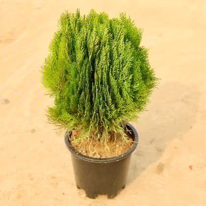 Buy Morpankhi Desi in 10 Inch Nursery Pot Online | Urvann.com