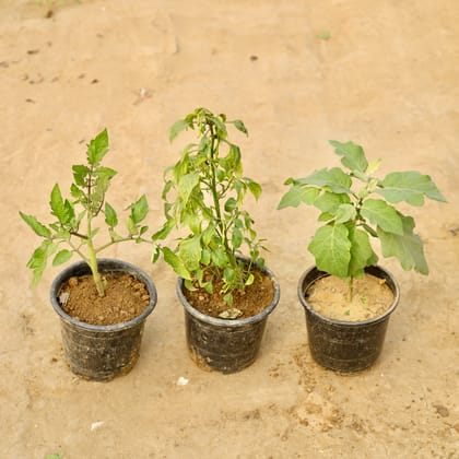 Buy Set of 3 - Mirchi / Chilli, Brinjal / Baigan & Tomato / Tamatar Plant in 6 Inch Nursery Pot Online | Urvann.com