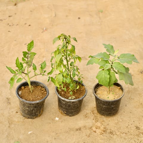 Set of 3 - Mirchi / Chilli, Brinjal / Baigan & Tomato / Tamatar Plant in 6 Inch Nursery Pot
