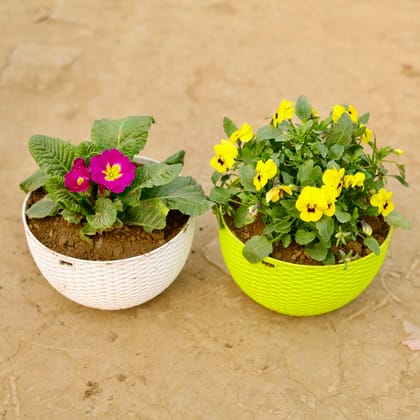 Buy Set of 2 - Primula Rosea / Primrose & Pansy Viola (any colour) in 7 X 4.5 Inch Premium Euro Hanging Plastic Pot (multicolour) Online | Urvann.com
