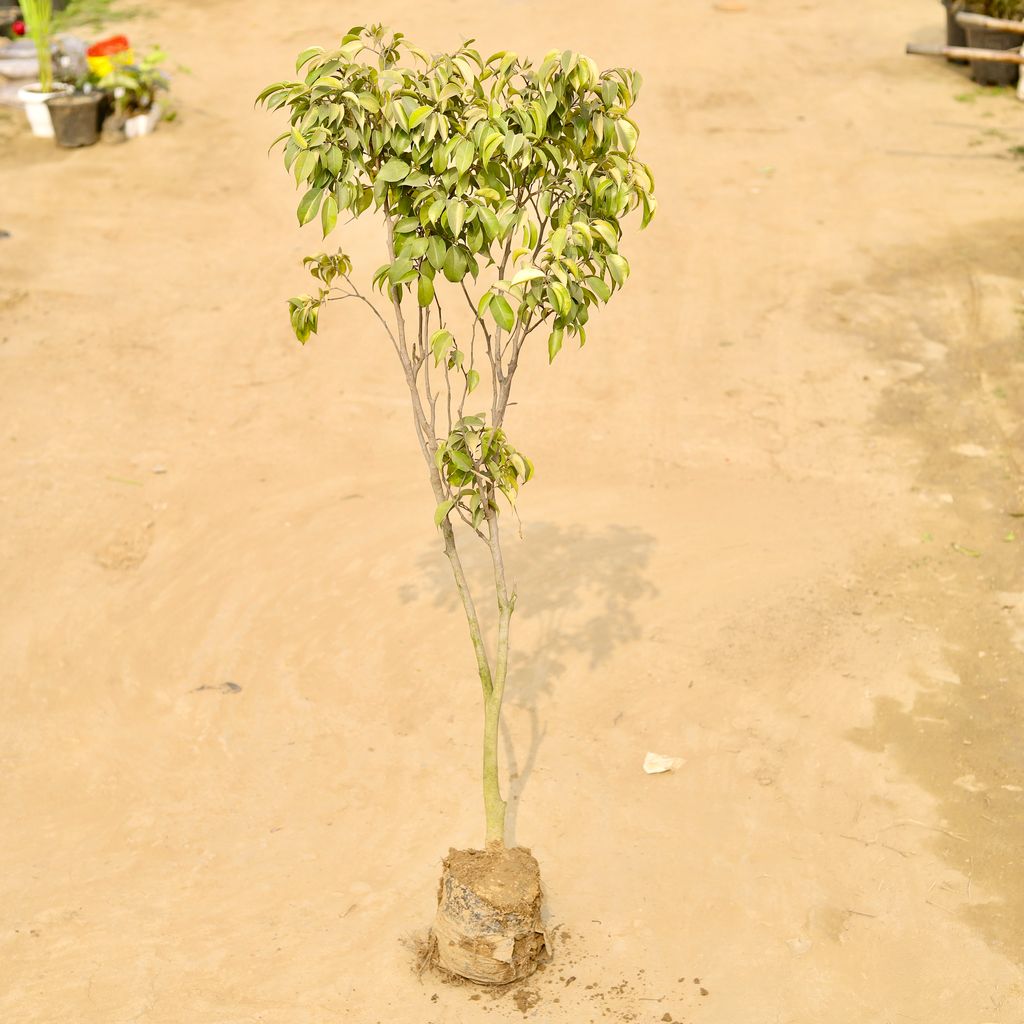 Buy Ficus Golden (~ 2 Ft) in 7 Inch Nursery Bag Online | Urvann.com Ficus Golden (~ 2 Ft) in 7 Inch Nursery Bag