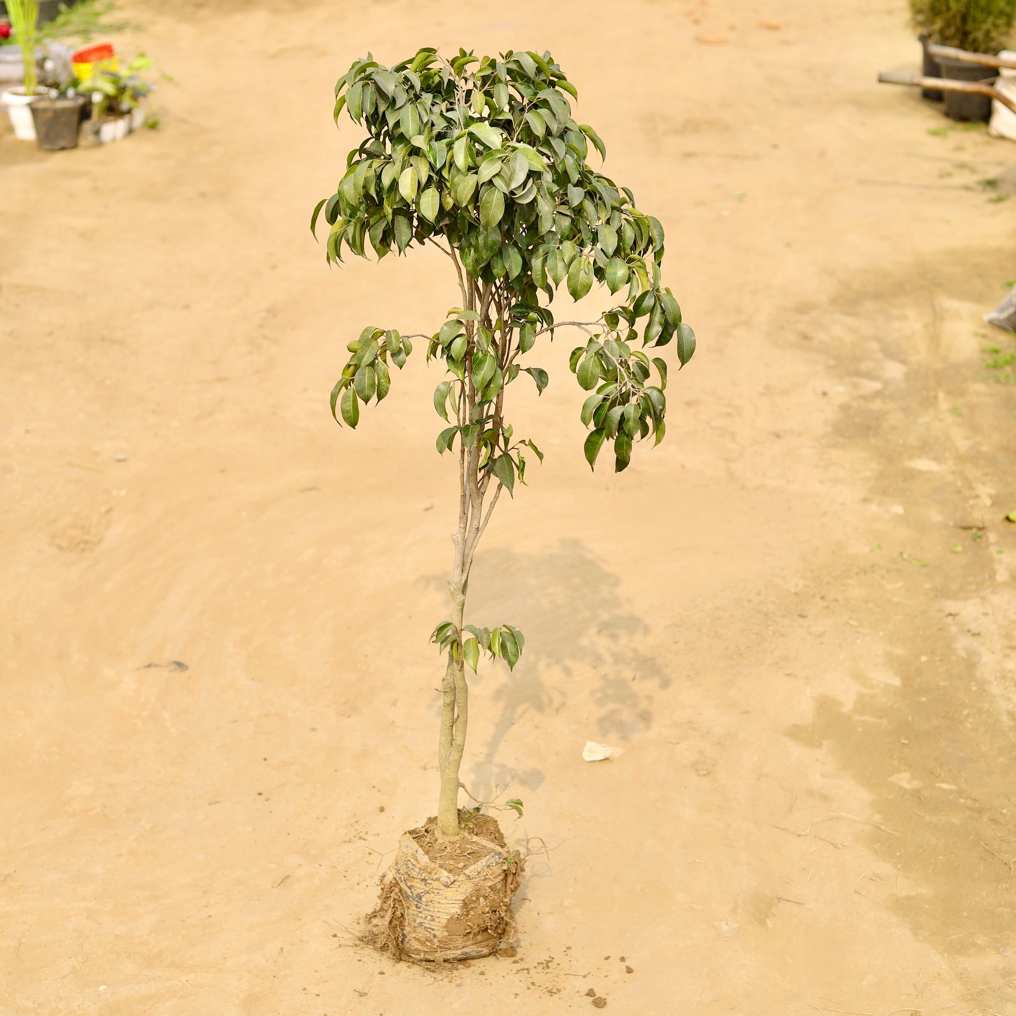 Ficus Black (~ 2 Ft) in 7 Inch Nursery Bag