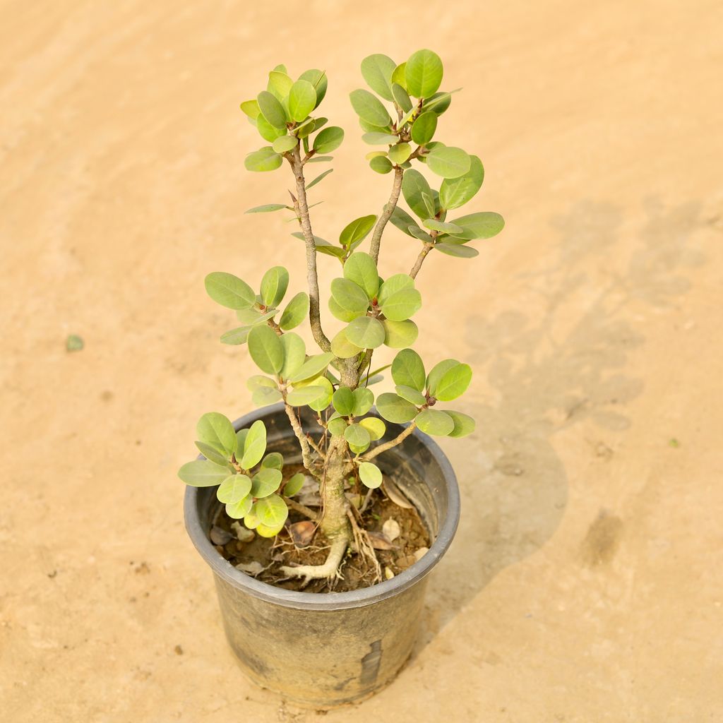 Ficus Long Island in 8 Inch Nursery Pot