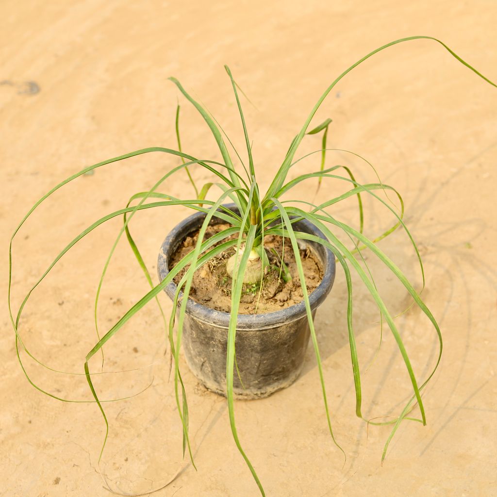 Lolina Palm in 8 Inch Nursery Pot