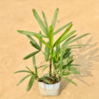 Buy Raphis / Rhaphis Palm in 4 Inch Nursery Bag Online | Urvann.com
