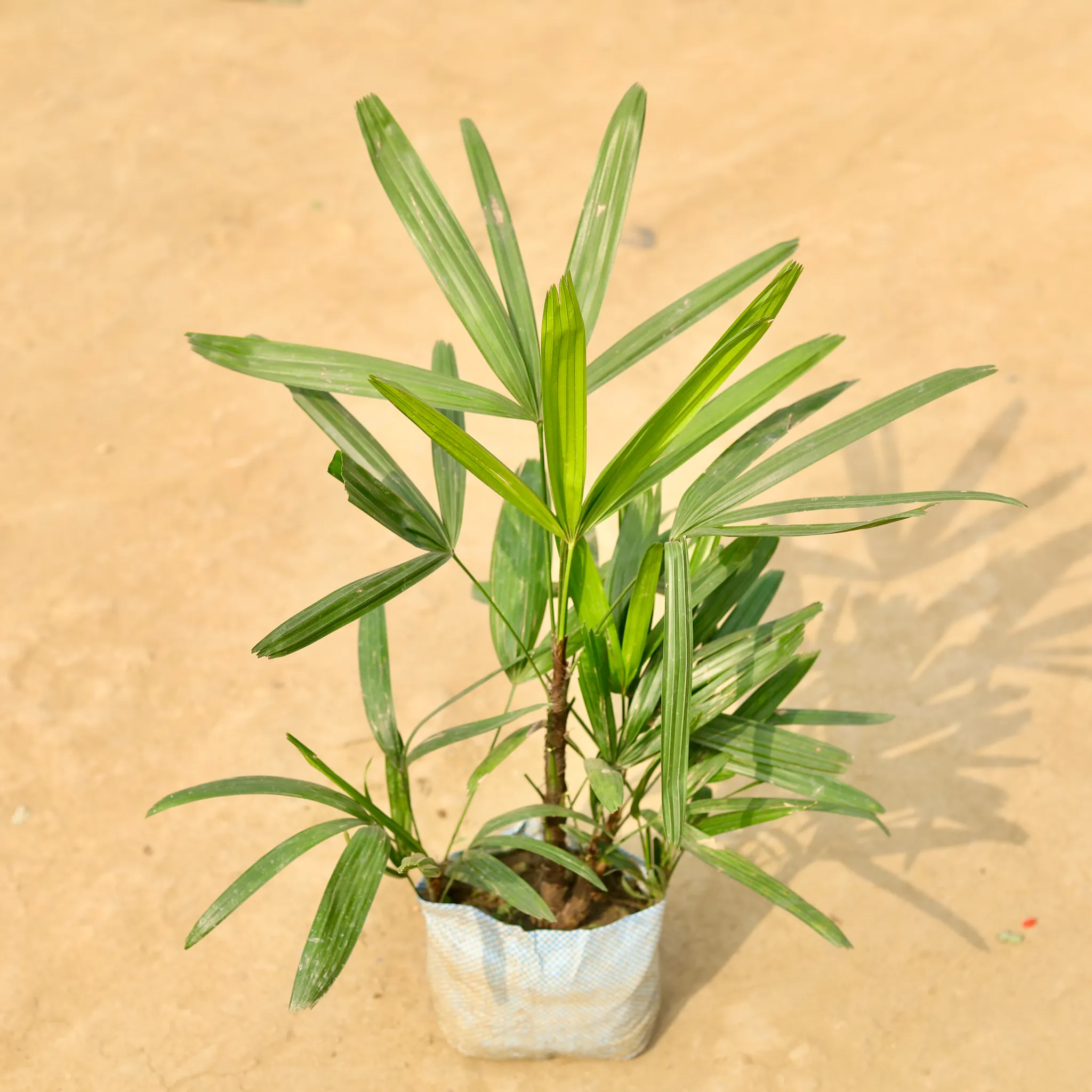Raphis / Rhaphis Palm in 4 Inch Nursery Bag