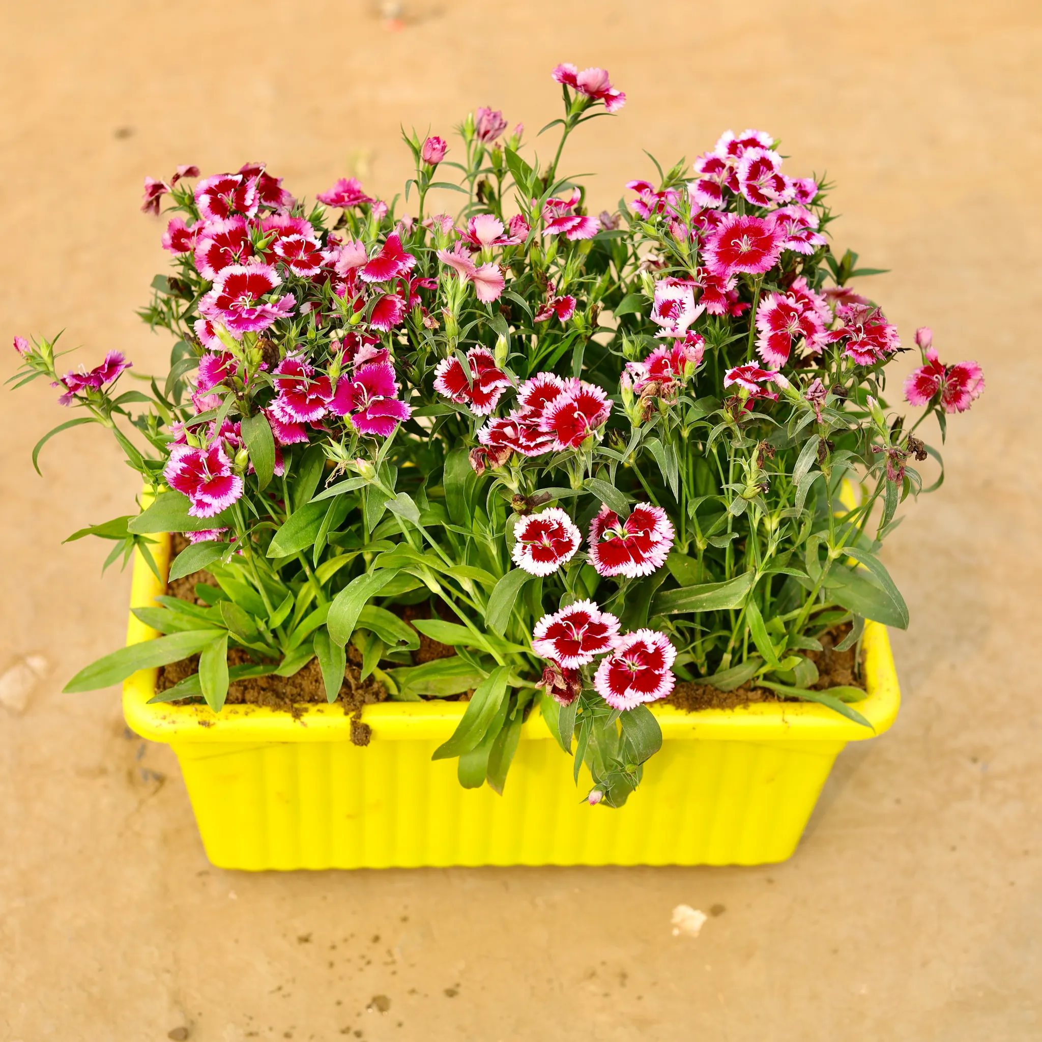 Dianthus (any colour) in 14 Inch Yellow Premium Jupiter Rectangular Window Planter