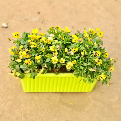 Buy Pansy Viola (any colour) in 14 Inch Green Premium Jupiter Rectangular Window Planter Online | Urvann.com