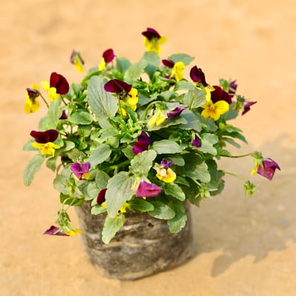 Buy Pansy Viola (any colour) in 4 Inch Nursery Bag Online | Urvann.com