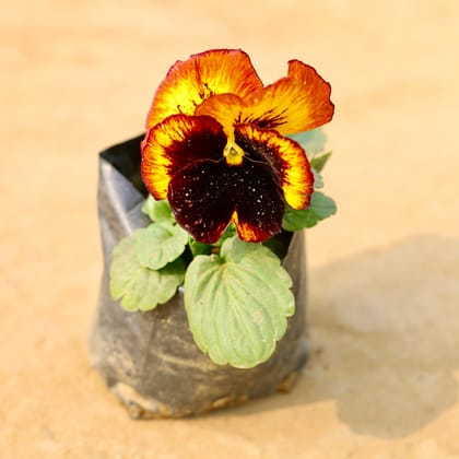 Buy Pansy (any colour) in 4 Inch Nursery Bag Online | Urvann.com