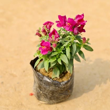 Buy Antirrhinum Majus (Snapdragon) /�Dog Flower (any colour) in 4 Inch Nursery Bag Online | Urvann.com