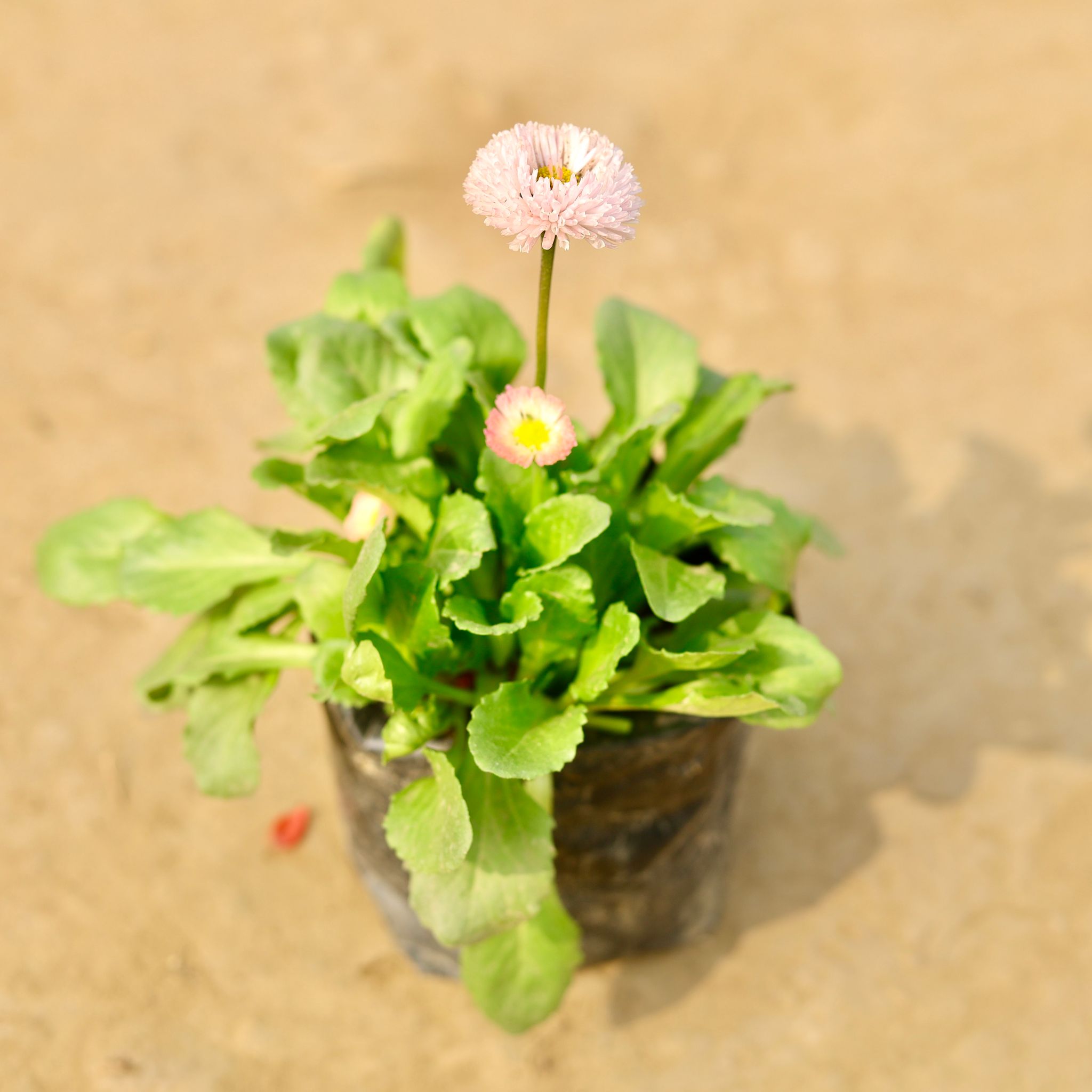 Daisy (any colour) in 4 Inch Nursery Bag