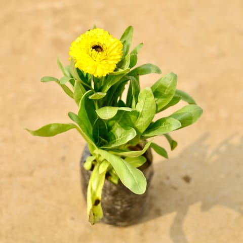 Calendula Yellow in 4 Inch Nursery Bag