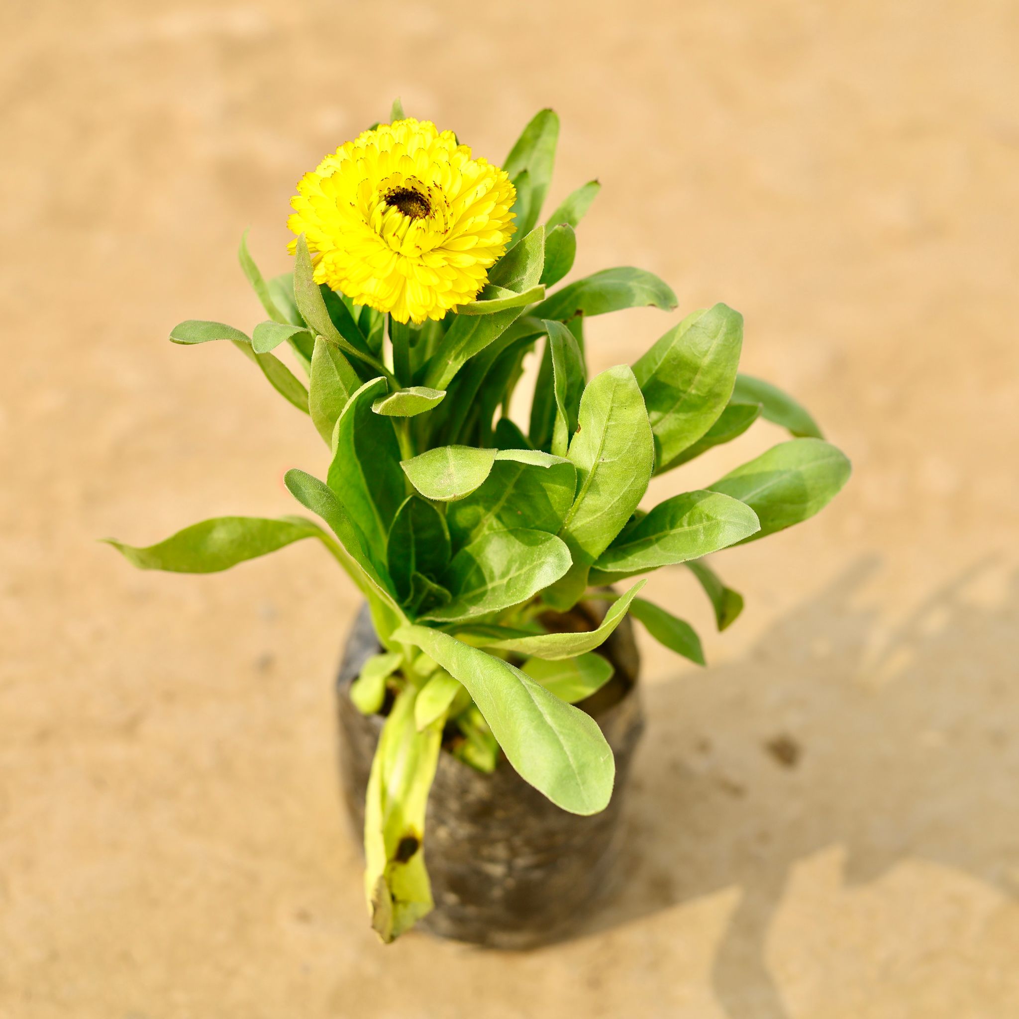 Calendula Yellow in 4 Inch Nursery Bag