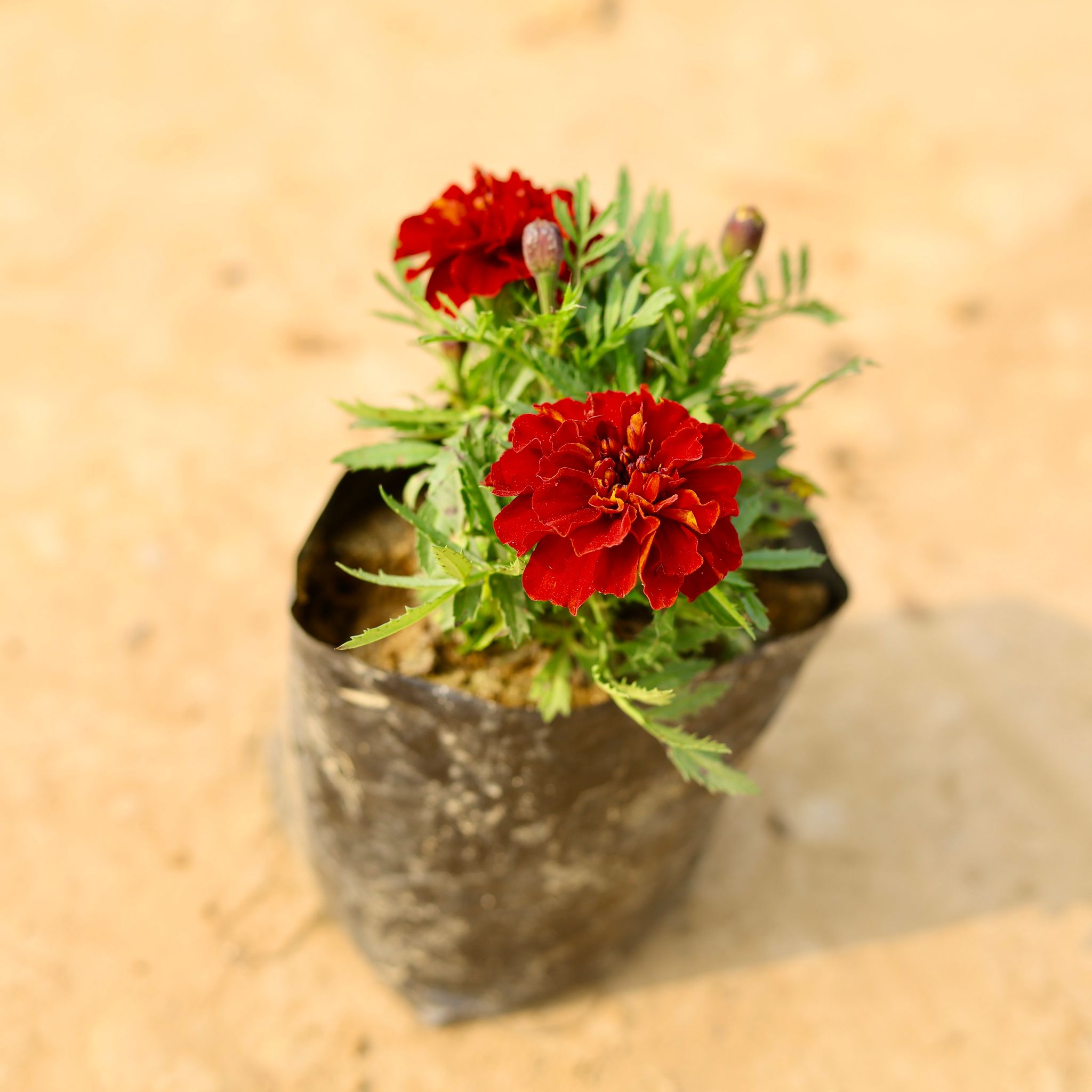 Marigold / Genda Jafri Red in 4 Inch Nursery Bag
