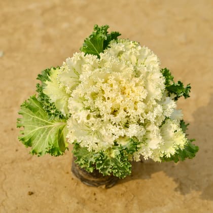 Buy Kale White Green  in 4 Inch Nursery Bag Online | Urvann.com