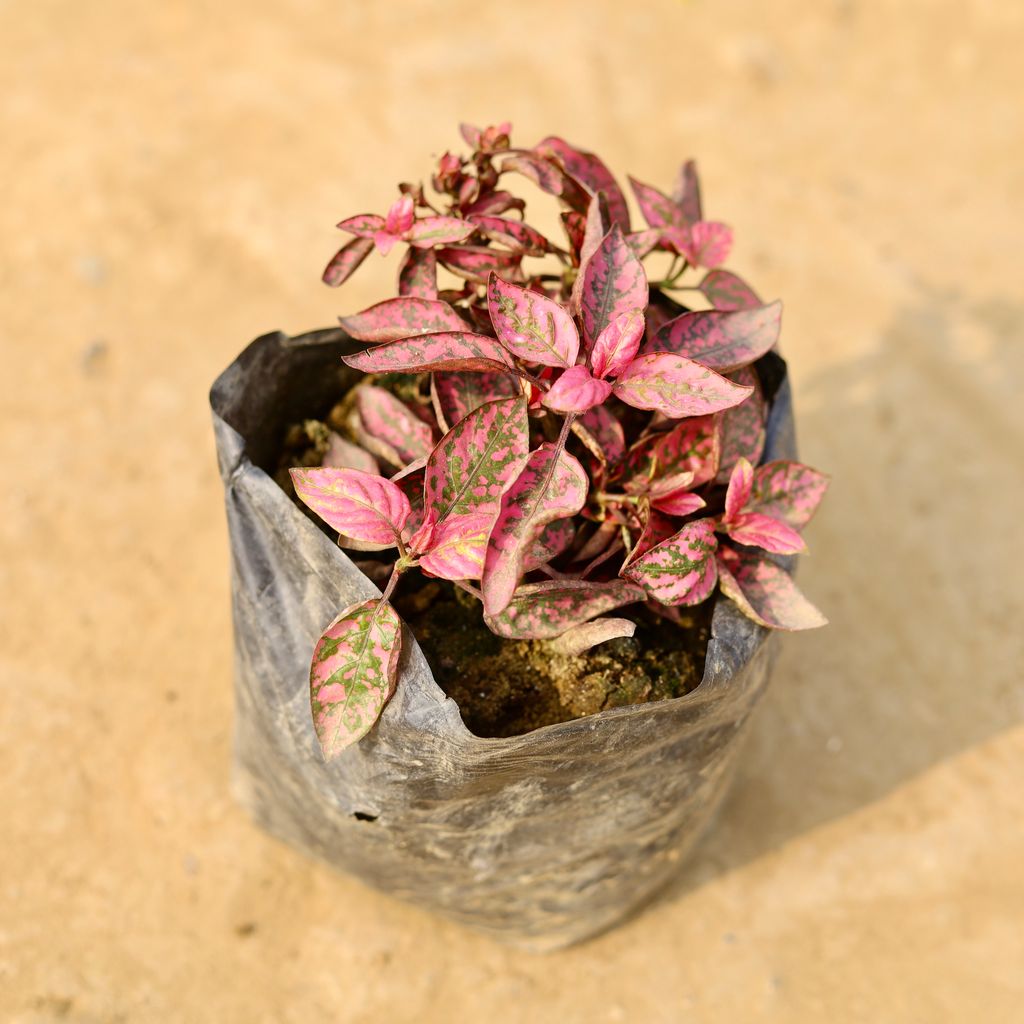 Hypoestes / Polka Dot (Any Colour) in 4 Inch Nursery Bag