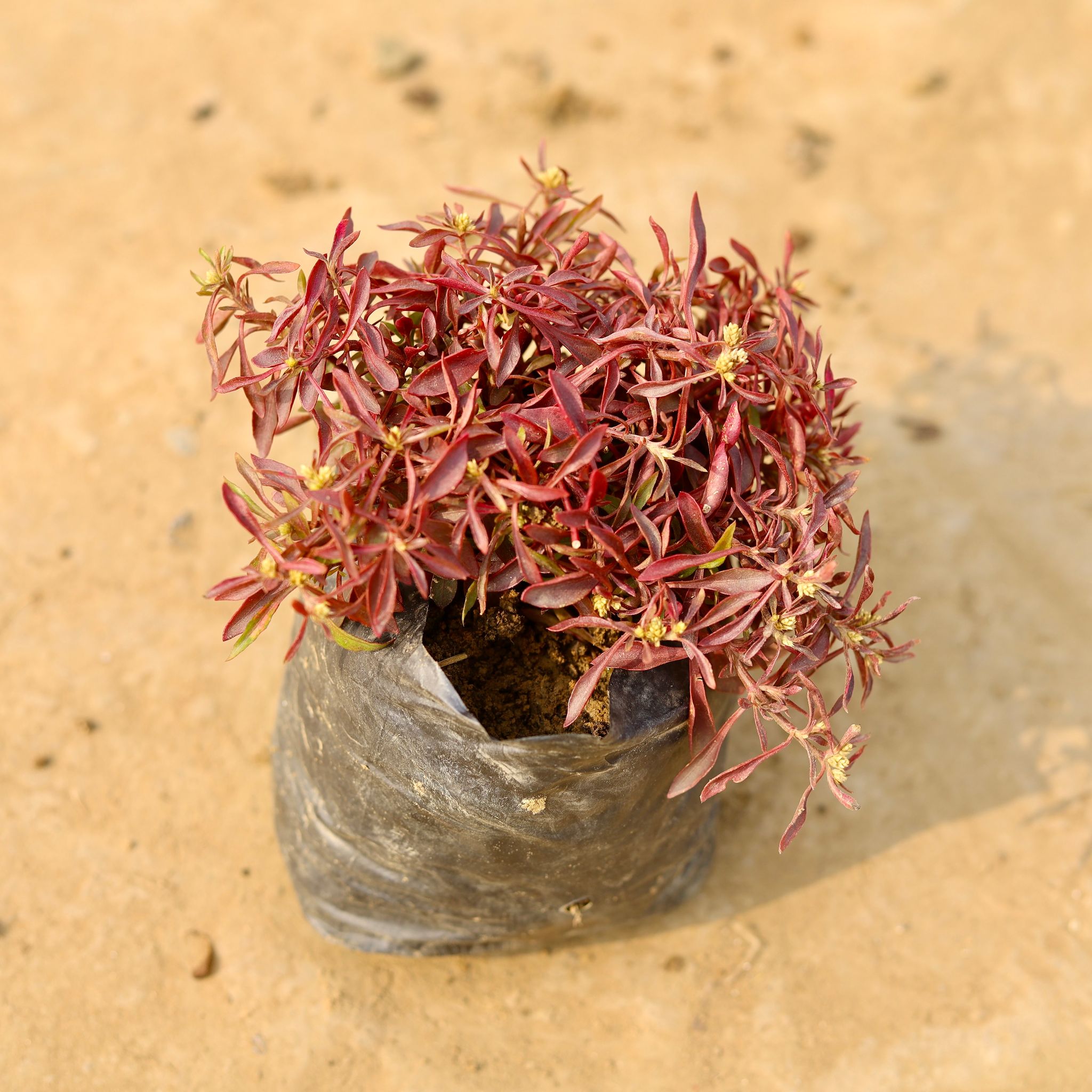 Alternanthera Sessilis Red in 4 Inch Nursery Bag