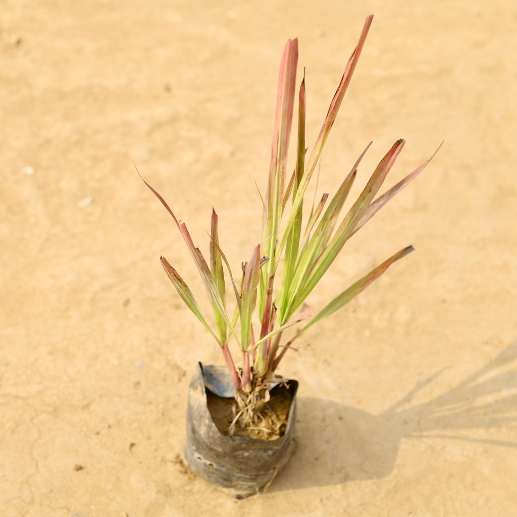 Lemon Grass in 4 Inch Nursery Bag
