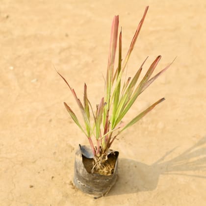 Buy Lemon Grass in 4 Inch Nursery Bag Online | Urvann.com