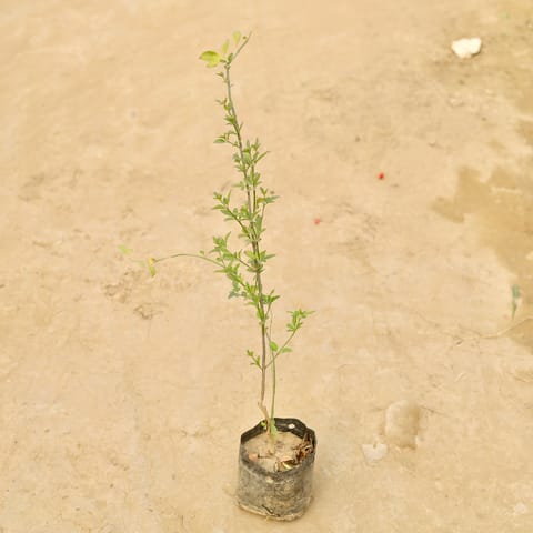 Chameli in 4 Inch Nursery Bag