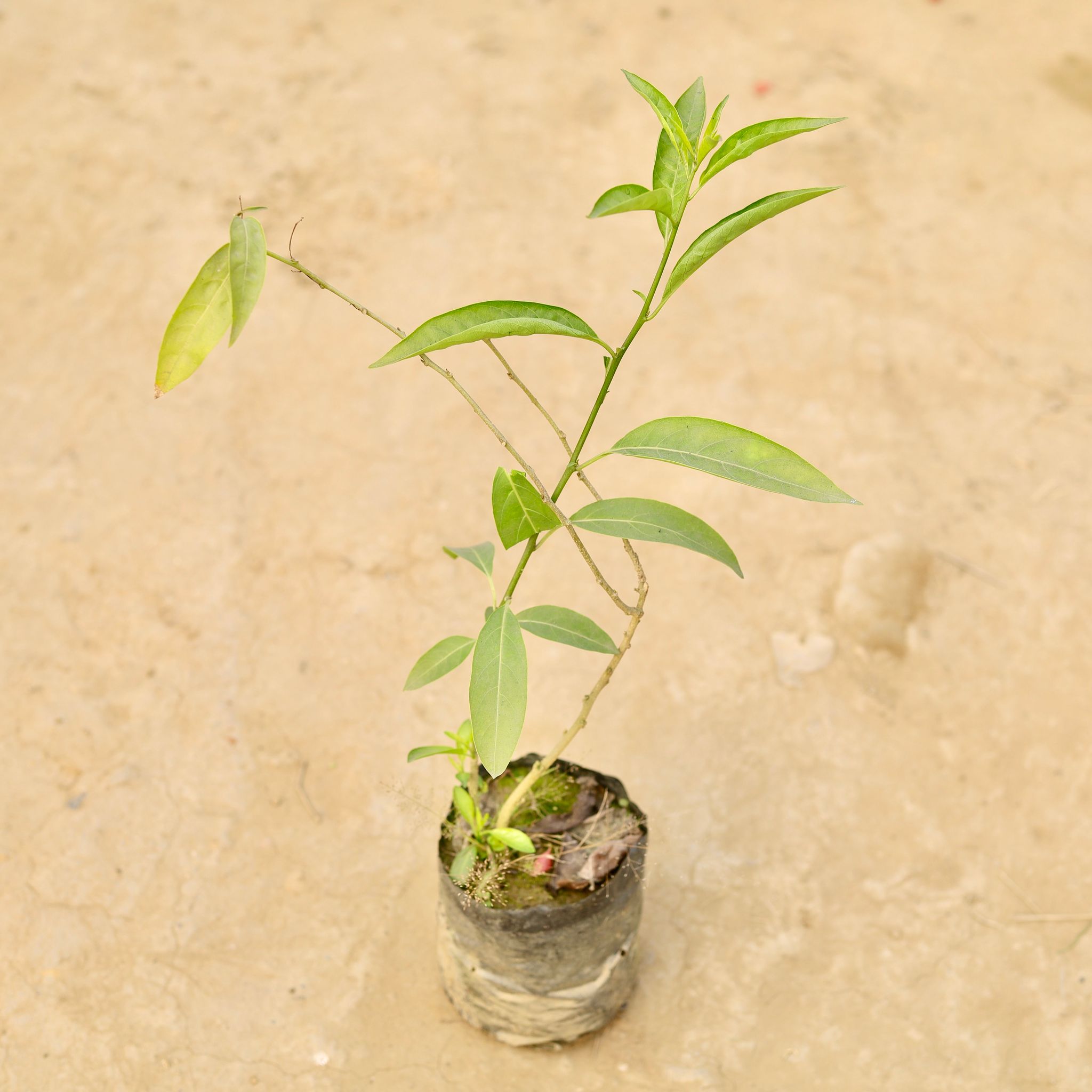 Raat ki Rani / Night Blooming Jasmine in 4 Inch Nursery Bag